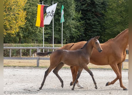 Trakehner, Yegua, 1 año, Castaño