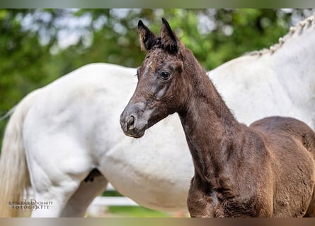 Trakehner, Yegua, 1 año, Castaño oscuro