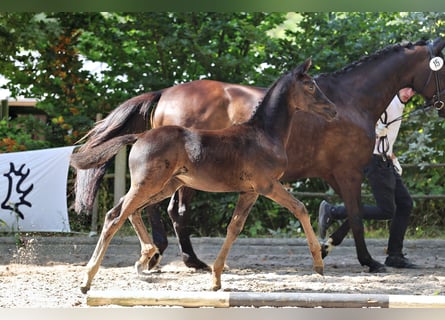 Trakehner, Yegua, 1 año, Morcillo