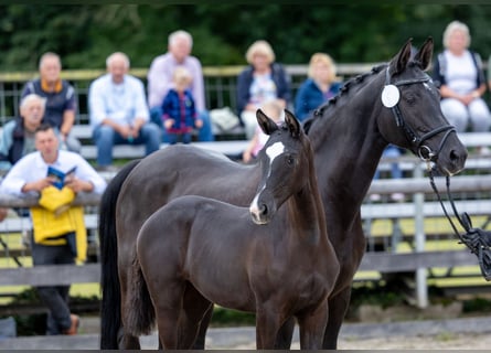Trakehner, Yegua, 1 año, Morcillo