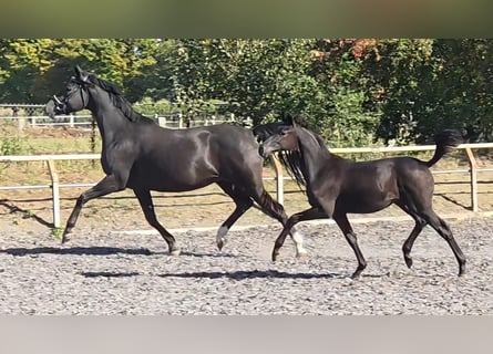 Trakehner, Yegua, 1 año, Negro