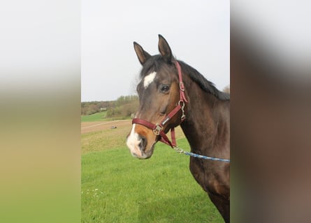 Trakehner, Yegua, 20 años, 172 cm