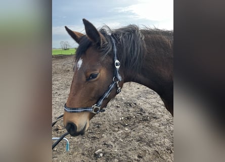 Trakehner, Yegua, 2 años, 163 cm, Castaño