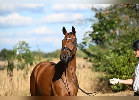 Trakehner, Yegua, 2 años, 164 cm, Castaño