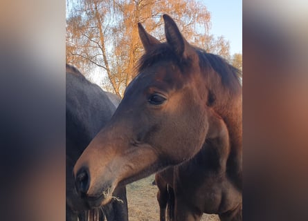 Trakehner, Yegua, 2 años, 171 cm, Castaño oscuro