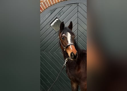 Trakehner, Yegua, 2 años, Castaño oscuro