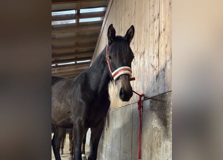 Trakehner, Yegua, 2 años, Negro