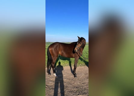 Trakehner, Yegua, 3 años, 155 cm, Castaño oscuro