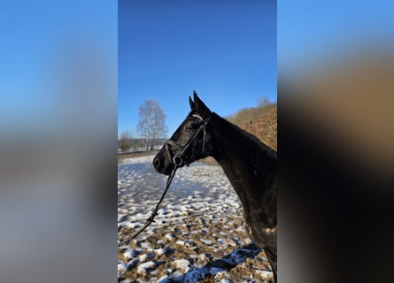 Trakehner, Yegua, 3 años, 163 cm, Negro