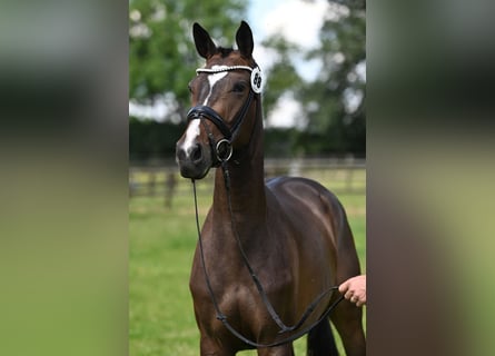 Trakehner, Yegua, 3 años, 164 cm, Castaño oscuro