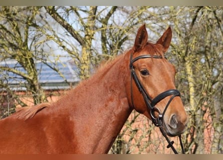 Trakehner, Yegua, 3 años, 165 cm, Alazán