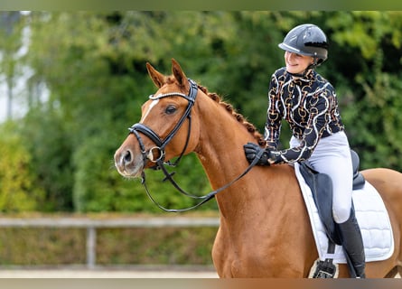 Trakehner, Yegua, 3 años, 165 cm, Alazán