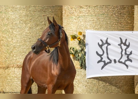 Trakehner, Yegua, 3 años, 166 cm, Castaño claro