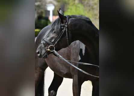 Trakehner, Yegua, 3 años, 166 cm, Negro