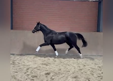 Trakehner, Yegua, 3 años, 167 cm, Castaño oscuro