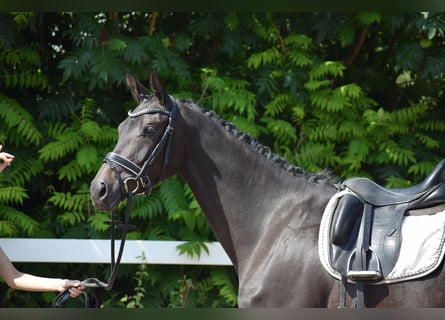 Trakehner, Yegua, 3 años, 167 cm, Morcillo