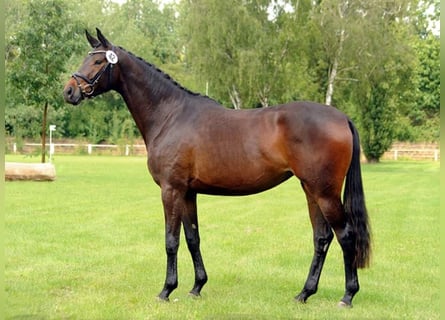 Trakehner, Yegua, 3 años, 170 cm, Castaño oscuro