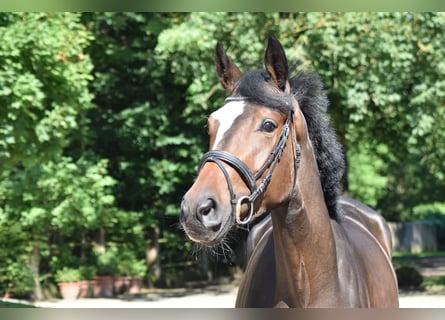 Trakehner, Yegua, 3 años, 173 cm, Castaño