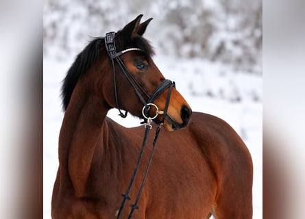 Trakehner, Yegua, 4 años, 162 cm, Castaño