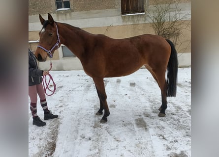 Trakehner, Yegua, 4 años, 163 cm, Castaño claro