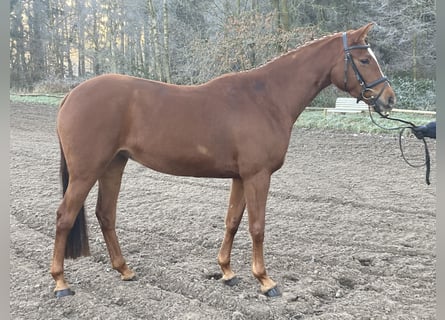 Trakehner, Yegua, 4 años, 164 cm, Alazán