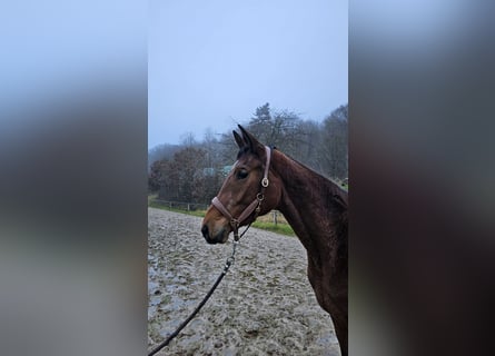 Trakehner, Yegua, 4 años, 168 cm, Castaño