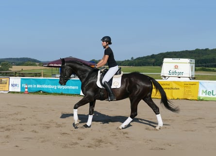 Trakehner, Yegua, 4 años, 168 cm, Negro