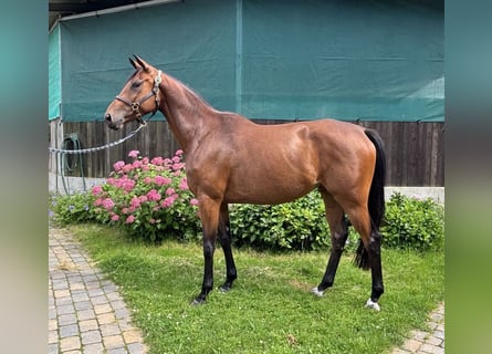 Trakehner, Yegua, 4 años, 169 cm, Castaño