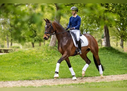 Trakehner, Yegua, 4 años, 172 cm, Castaño