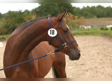 Trakehner, Yegua, 4 años, Castaño oscuro