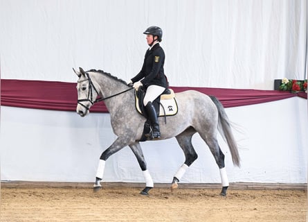 Trakehner, Yegua, 4 años, Tordo