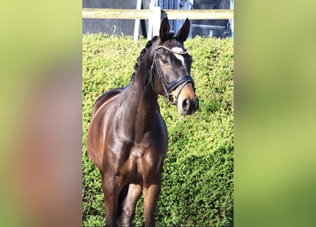 Trakehner, Yegua, 5 años, 166 cm, Morcillo
