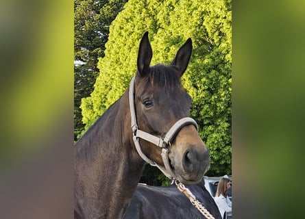 Trakehner, Yegua, 5 años, 167 cm, Castaño oscuro