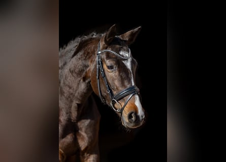 Trakehner, Yegua, 5 años, 167 cm, Castaño oscuro