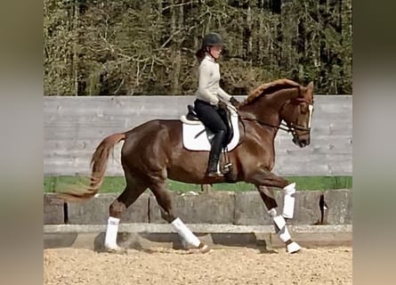 Trakehner, Yegua, 5 años, 168 cm, Alazán-tostado