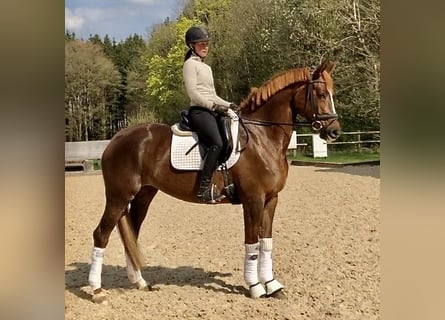 Trakehner, Yegua, 5 años, 168 cm, Alazán-tostado