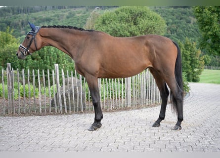 Trakehner, Yegua, 5 años, 168 cm, Castaño