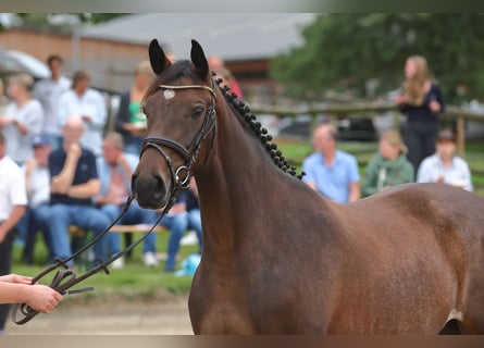 Trakehner, Yegua, 5 años, Castaño