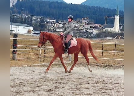 Trakehner, Yegua, 6 años, 160 cm, Alazán