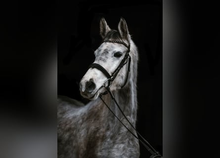Trakehner, Yegua, 6 años, 161 cm, Tordo rodado