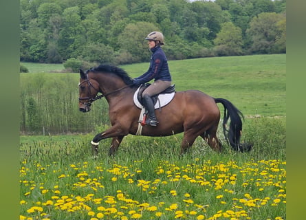 Trakehner, Yegua, 6 años, 164 cm, Castaño