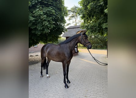 Trakehner, Yegua, 6 años, 165 cm, Castaño oscuro