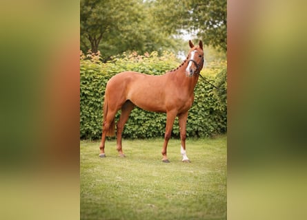 Trakehner, Yegua, 6 años, 166 cm, Alazán