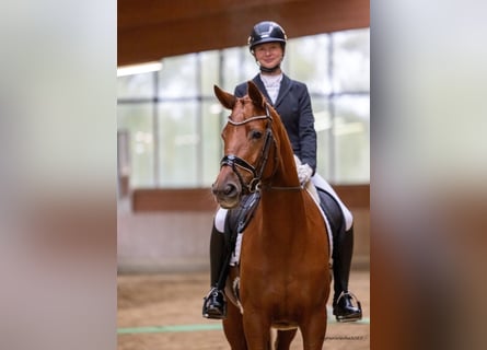 Trakehner, Yegua, 6 años, 170 cm, Alazán