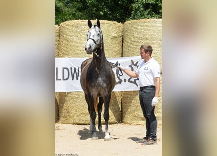 Trakehner, Yegua, 7 años, 163 cm, Tordo