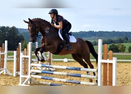 Trakehner, Yegua, 7 años, 165 cm, Castaño