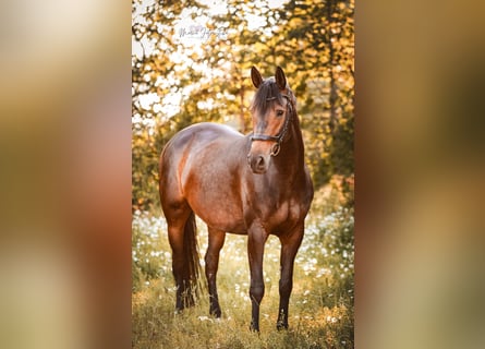 Trakehner, Yegua, 7 años, 166 cm, Castaño oscuro