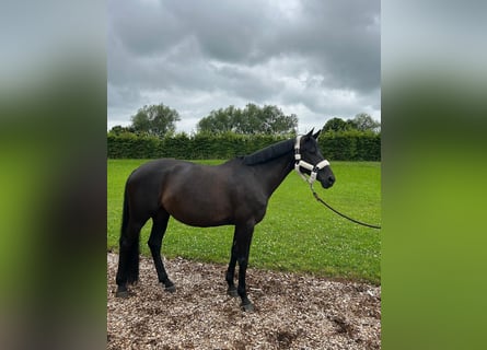 Trakehner, Yegua, 7 años, 168 cm, Castaño oscuro