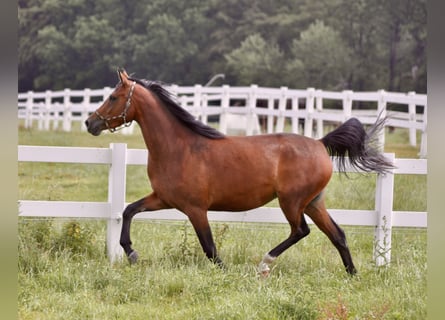 Trakehner, Yegua, 9 años, 162 cm, Castaño