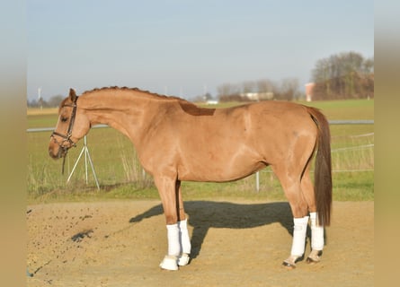 Trakehner, Yegua, 9 años, 165 cm, Alazán